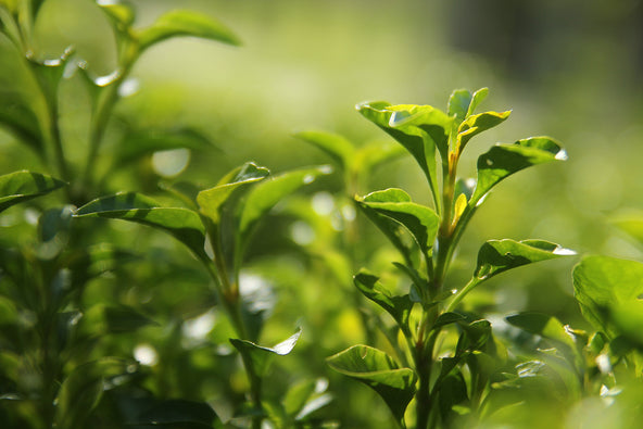 What Does Green Tea Taste Like? Here Are a Few Examples