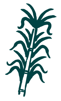 Cool JuneShine plant symbol